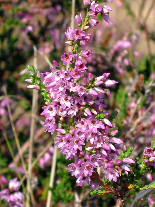 Brugo in fiore, Calluna vulgaris