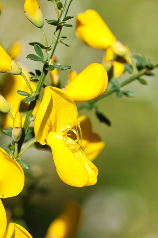 Ginestra in fiore